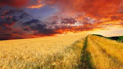 Sunset Field Wheat Endless Allwallpaper Fields Dusk