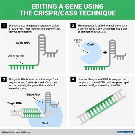 CRISPR The Gene Editing Tech That S Making Headlines Explained In One Graphic Business Insider