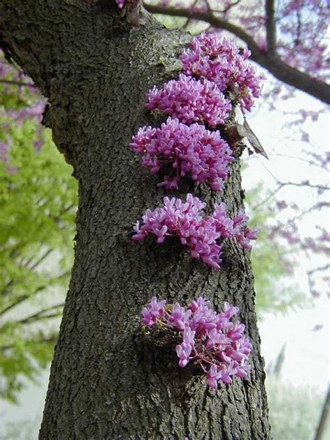 Cercis Canadensis Eastern Redbud Cold Hardy Flowering Tree 20 Etsy Flowering Trees Eastern
