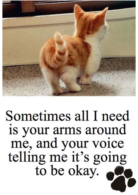 Cute Kittens Quotes Quotesgram