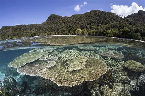 A Beautiful Coral Reef In Raja Ampat Photograph By Ethan Daniels Fine