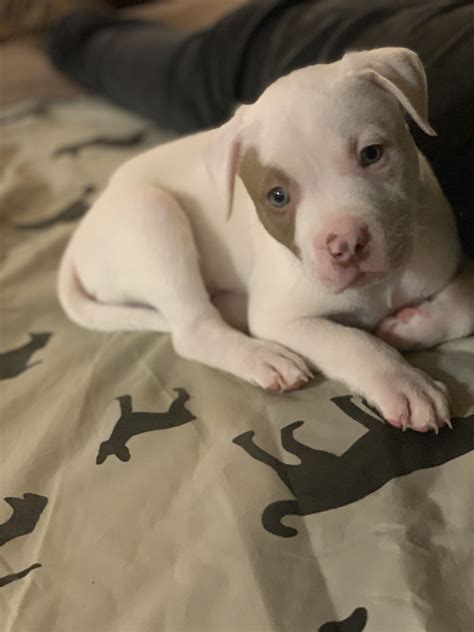 All White Pitbull White Pitbull Puppies Pitbull Dog Pitbull Terrier