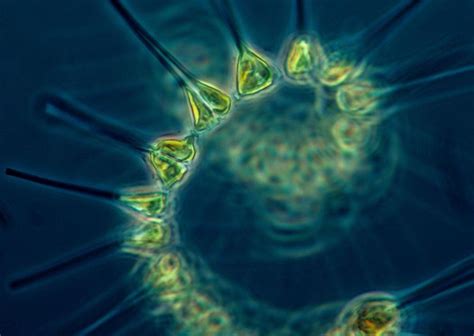 Phytoplankton Smithsonian Ocean
