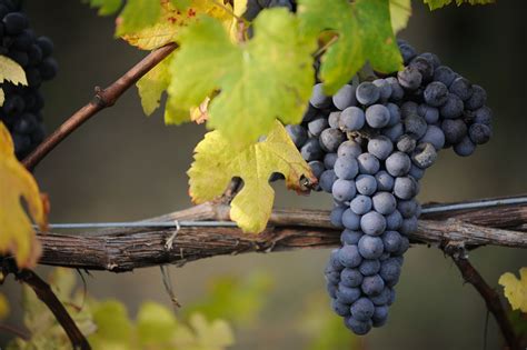 Stunning #nebbiolo grapes grown in Gattinara, Piedmont! Barolo, Growing