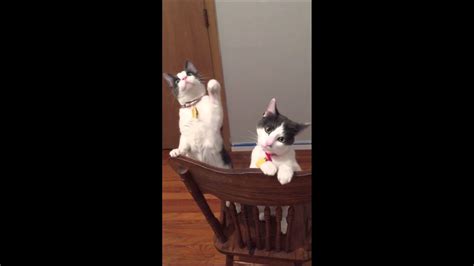 Cats See Ceiling Fan Move For The First Time Youtube