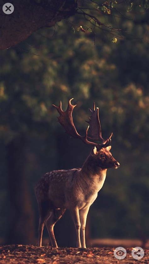 Deer Hunting Hd Wallpapers And Backgrounds Themes Apps 148apps
