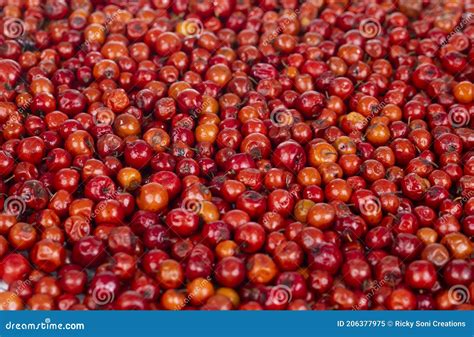 Indian Fruit Red Berry Stock Image Image Of Bora Berries 206377975
