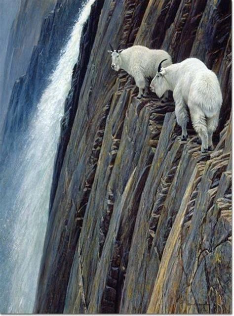 Rock Climbing Mountain Goats Scale Some Of The Most Dangerous Shear