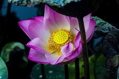 Belles Fleurs De Lotus En Pleine Floraison à L Extérieur Pendant La Journée Après La Pluie Fond