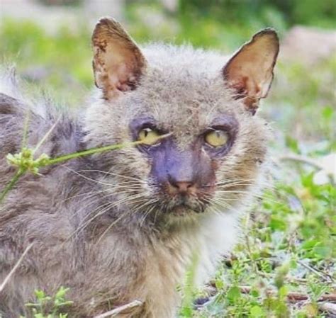In Florida An Unusual Cat That Resembled A Werewolf Was Rescued
