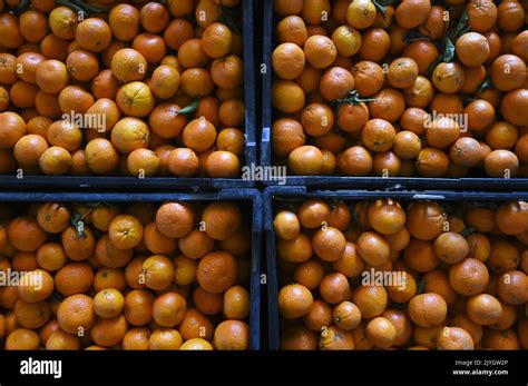 Mandarins Are Seen Inside Crates On A Farm Near Leeton Nsw Thursday