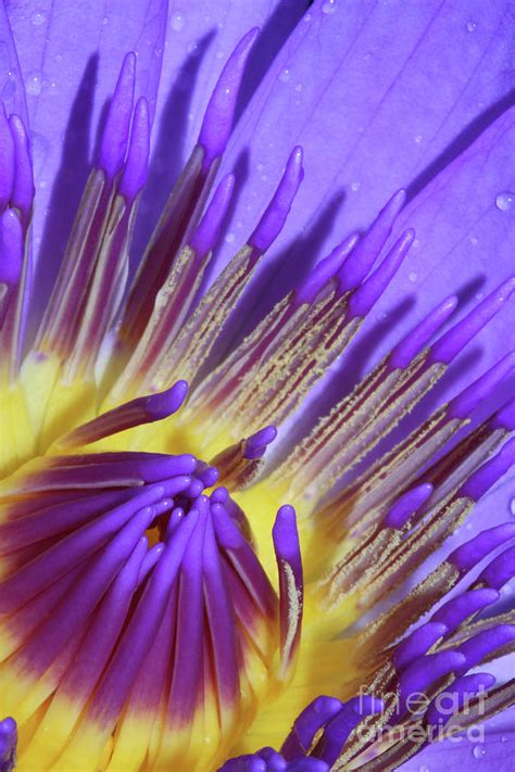 Royal Purple Water Lily 18 Photograph By Judy Whitton