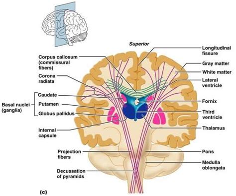 Brain Anatomy Medical Anatomy Anatomy And Physiology Human Anatomy Internal Capsule Corpus