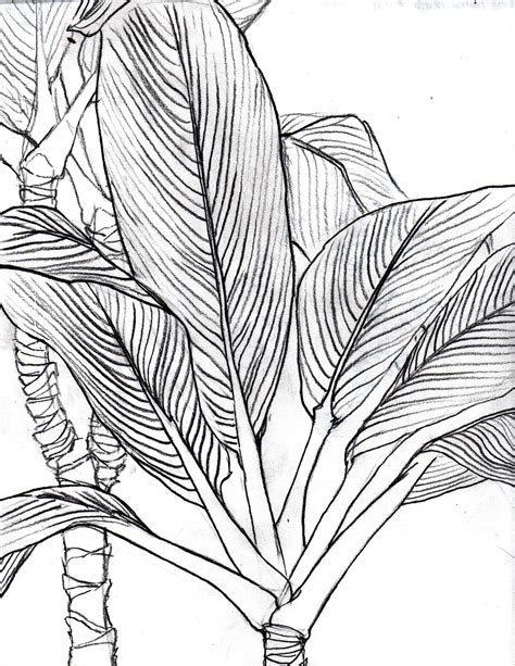 Plant Leaf Drawing At Getdrawings Free Download