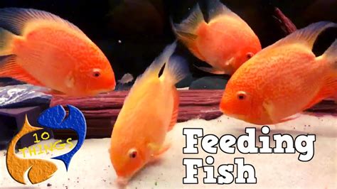 Hundreds Of Fish Eating Top 10 Things You Should Know About Fish Food