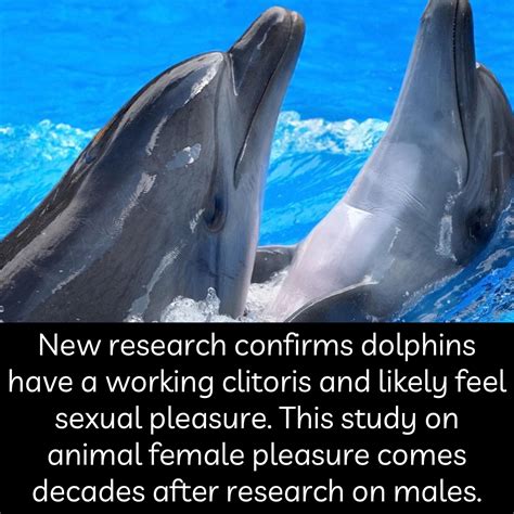 new research confirms dolphins have a working clitoris and likely feel sexual pleasure what