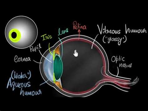 This deterioration in visual quality is also known as cataract. Structure of human eye (video) | Khan Academy