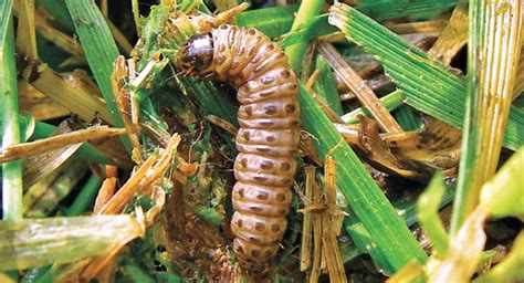 How To Keep Sod Webworms At Bay Landscape Management