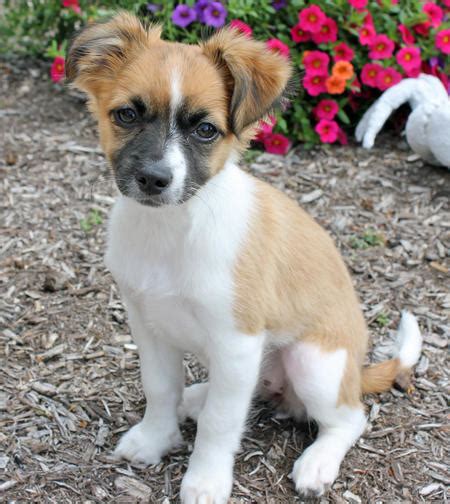 The jack chi is a mix of two small dogs so you can guarantee it will also be small. Puppy Breed: Chihuahua / Jack Russell Terrier For Adoption