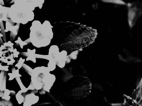 Free Stock Photo Of Beautiful Flowers Black And White Flowers