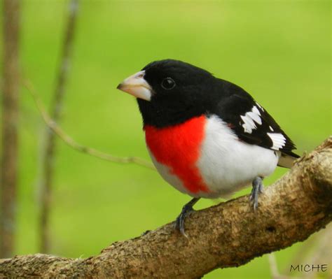 Cardinal À Poitrine Rose Rose Breasted Grosbeak Have A Ha Flickr