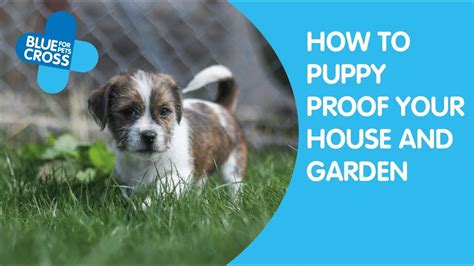 How To Puppy Proof Your Home And Garden Blue Cross