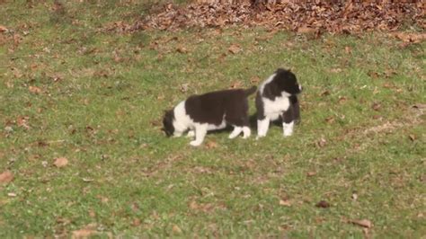 Browse and find border collie puppies today, on the uk's leading dog only classifieds site. Border Collie Mix Puppies for Sale - YouTube