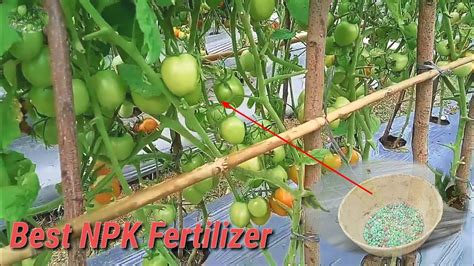 Best NPK Fertilizer For Tomato Plants How To Fertilize Tomatoes YouTube