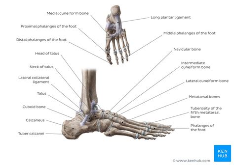 File human leg bones labeled svg wikimedia. Arches of the foot: Anatomy | Kenhub