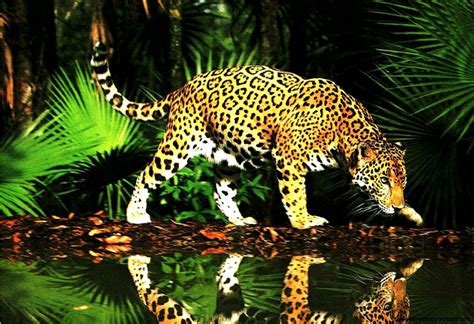 Real Forest Animals Wallpapers Gallery