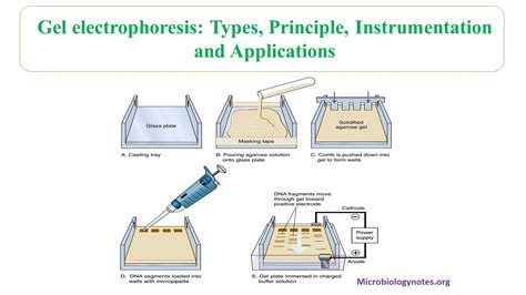 2d Gel Electrophoresis Microbiology Notes