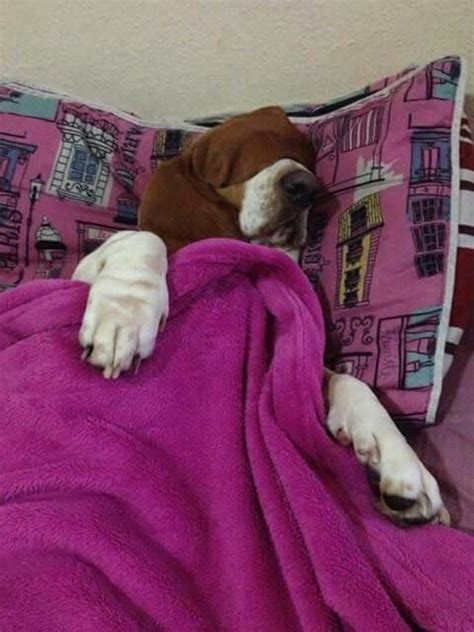 Hilarious Photos That Prove Basset Hounds Can Sleep Absolutely Anywhere