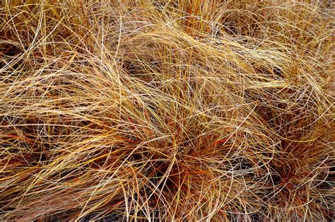Dry Grass Free Stock Photo Public Domain Pictures