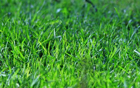 Lawn Care Its Time To Get The Basics Straight Dan330