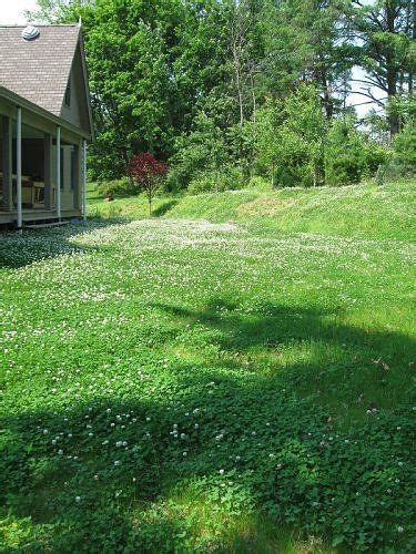 For the first full growing season, i was still watering a lot as i wanted the grass to grow a strong and deep root system. Clover lawns... beautiful and dog urine resistant! | gardening | Clover lawn, Backyard ...
