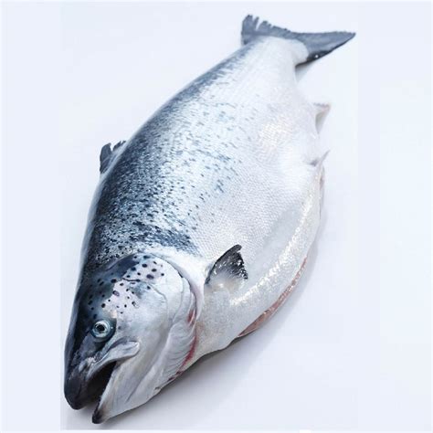 Air Flown Fresh Salmon Whole Head On 45kg Fisk