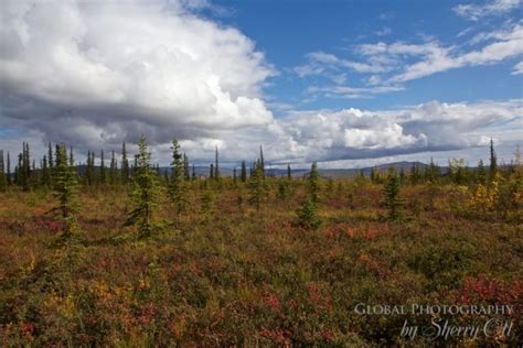 Dalton Highway Driving Tours To Coldfoot And Wiseman