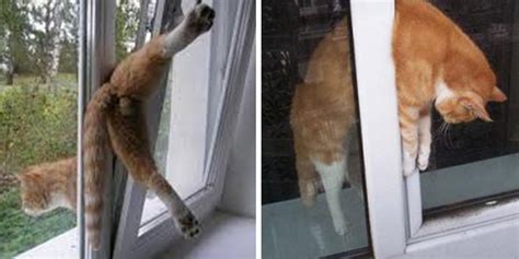 Secure Your Windows For Your Cats Safety Land Of Cats