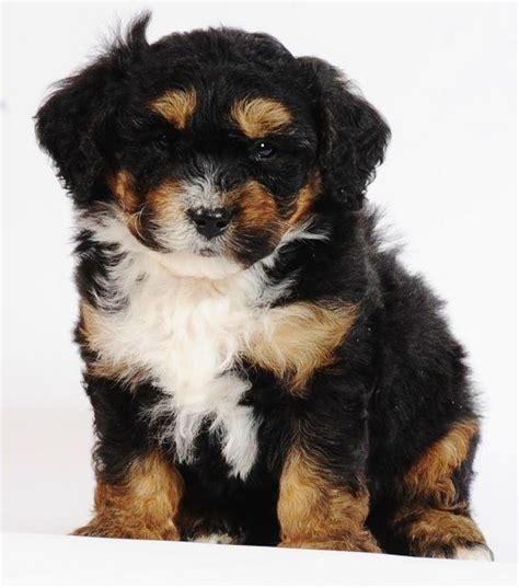 Bernese Mountain Dog Poodle Mix Puppies Mini Bernedoodles Bernese