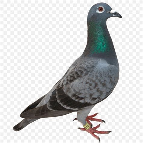 Domestic Pigeon Columbidae Bird Png 1024x1024px Columbidae Beak