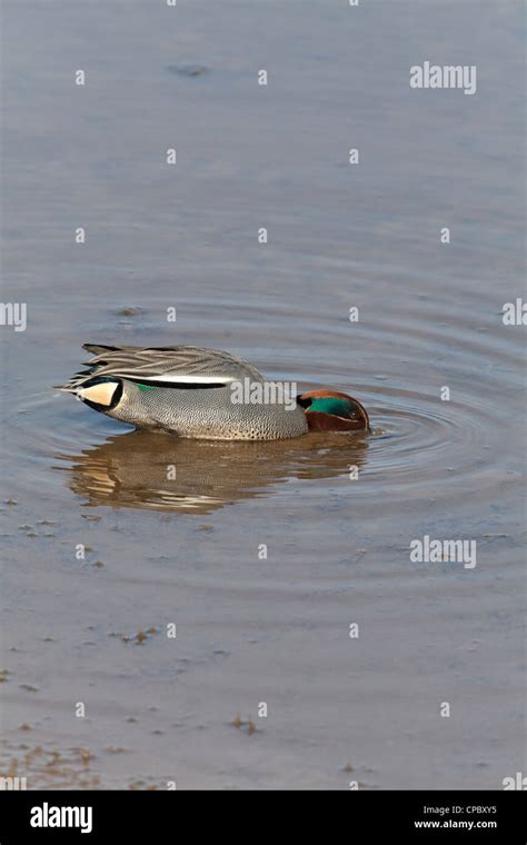 Common Teal Anas Crecca Adult Male In Breeding Plumage Dabbling In