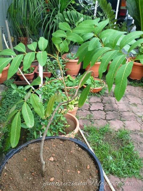 Cara mengobati sakit mata pada kucing secara alami yang pertama adalah dengan membasuh mata kucing yang sakit dengan air garam. jamaruziana@blogspot.com: Pokok Mata Kucing dalam Bekas