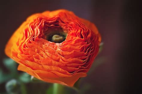 Ranunculus Asian Buttercup Flower Free Photo On Pixabay Pixabay