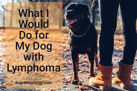 How Long Can A Dog Live After Being Diagnosed With Lymphoma