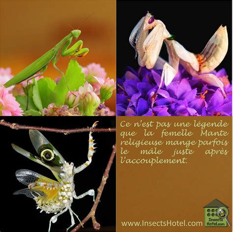 Mantes Religieuses Insectes Insecthotel Insecte Nature Biologie