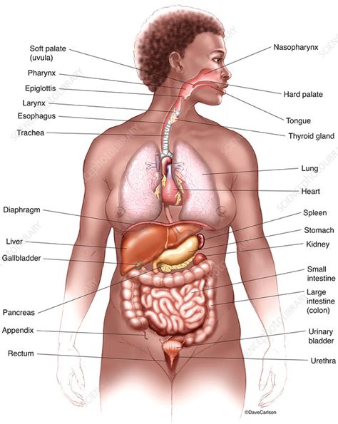 The internal reproductive organs include: Thoracic & Abdominal Organs (labelled), illustration ...