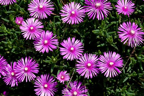 How To Grow And Care For Ice Plant In 2020 Ice Plant Growing Plants