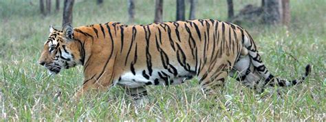 Royal Bengal Tiger Population Increasing In Nepal NewsNews