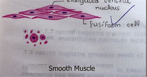 By ning zhou, shaunrick stoll. Histology Slides Database: smooth muscle high resolution ...