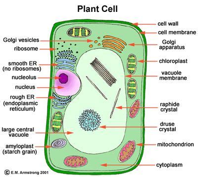 The following are just some of the most common specialized cells in plant and animal cells. Plant cell | Science cells, Learning science, Plant cell
